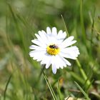 Fliege auf Gänseblümchen