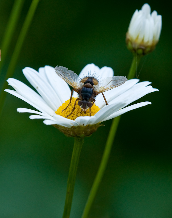 Fliege auf Gänseblümchen