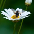 Fliege auf Gänseblümchen