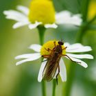 Fliege auf Gänseblümchen