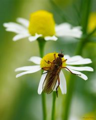 Fliege auf Gänseblümchen