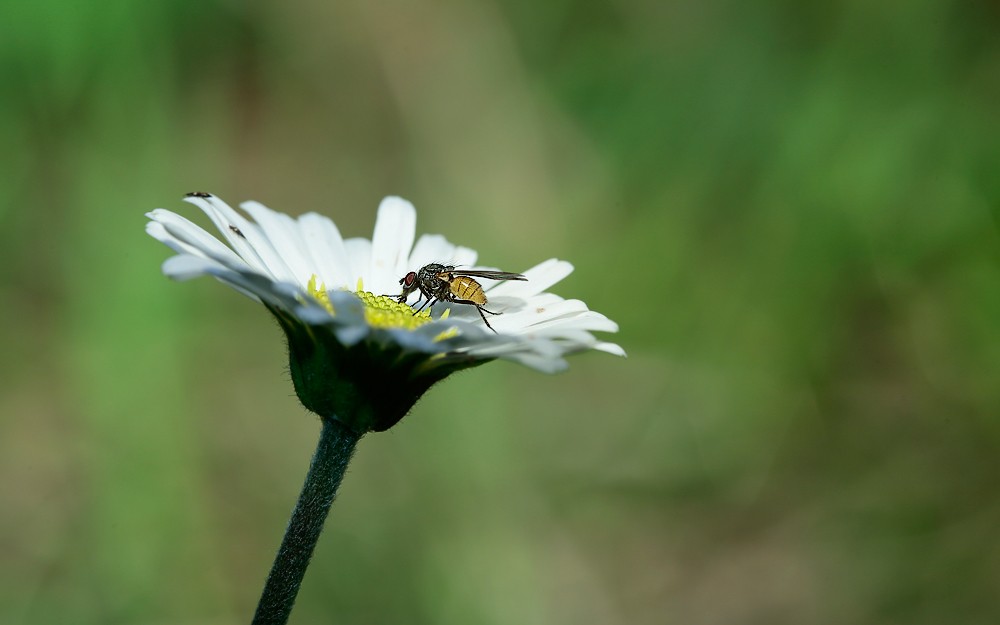 Fliege auf Gänseblume