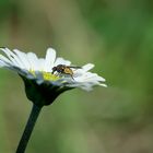 Fliege auf Gänseblume