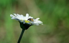 Fliege auf Gänseblume