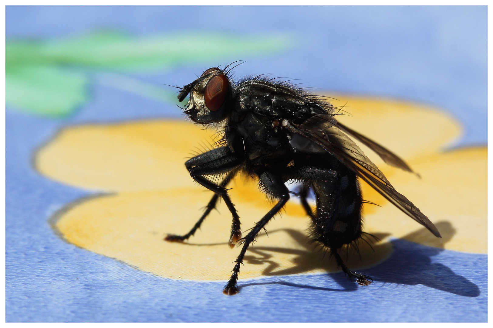 Fliege auf Gartentisch