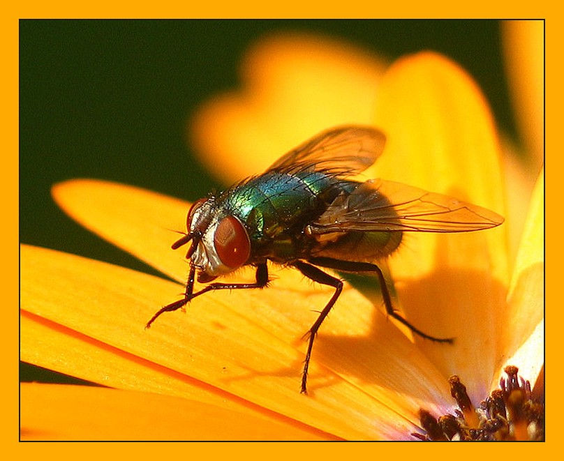 Fliege auf Gelb