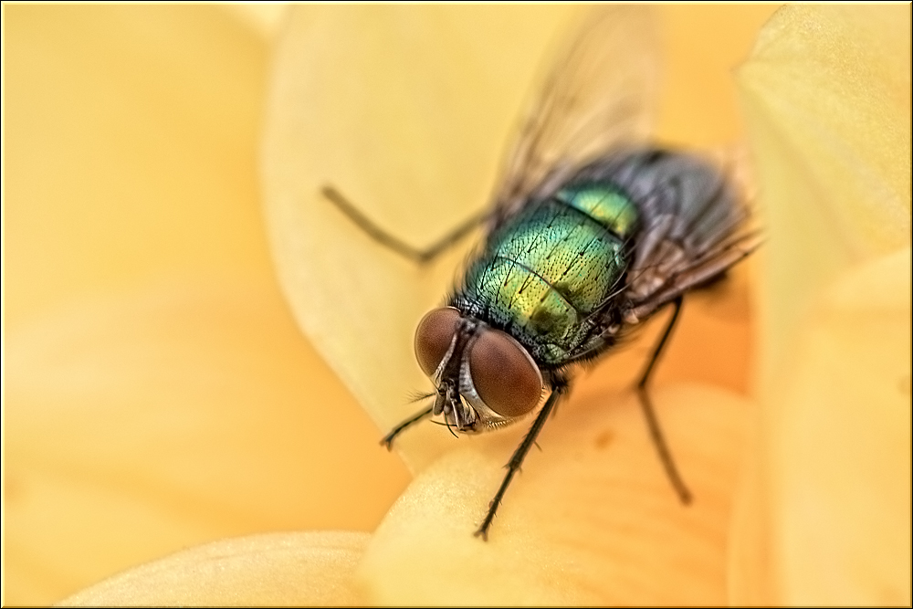 Fliege auf Gelb