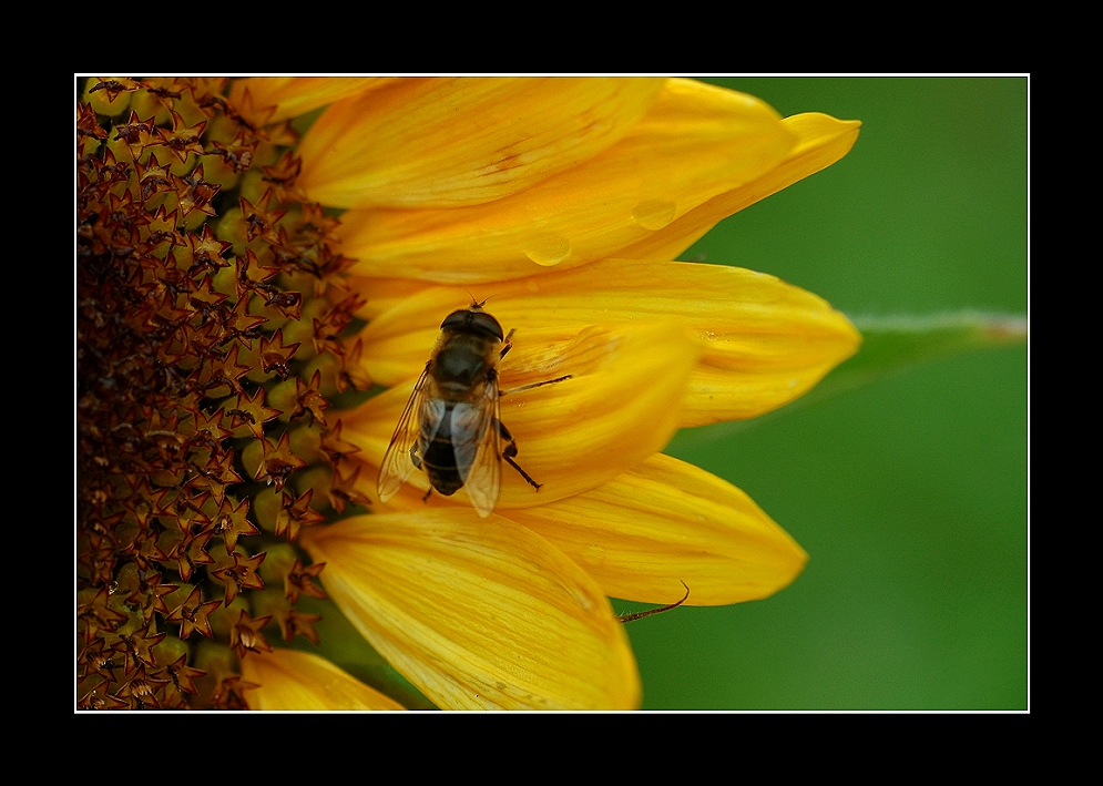 Fliege auf gelb