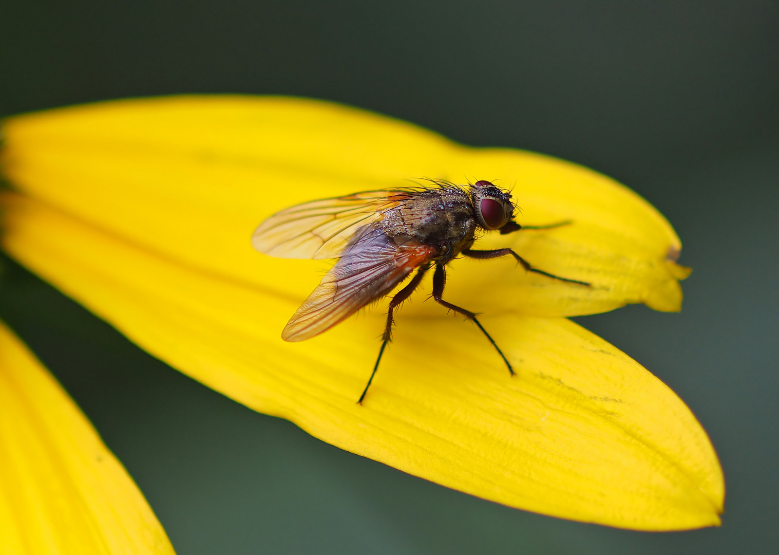 Fliege auf Gelb