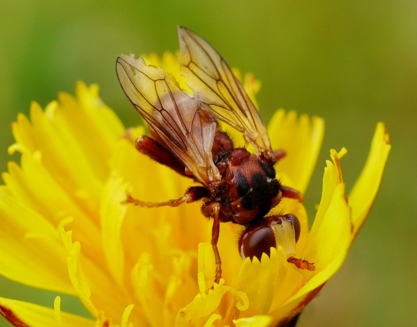 Fliege auf gelber Blume