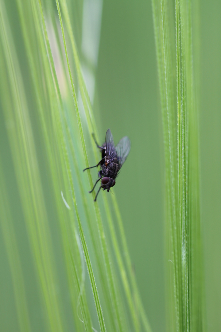 Fliege auf Gerstengrannen