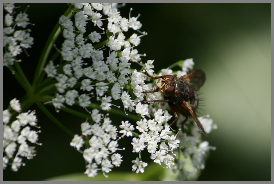 Fliege auf Giersch