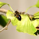 Fliege auf Ginkgo