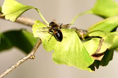 Fliege auf Ginkgo