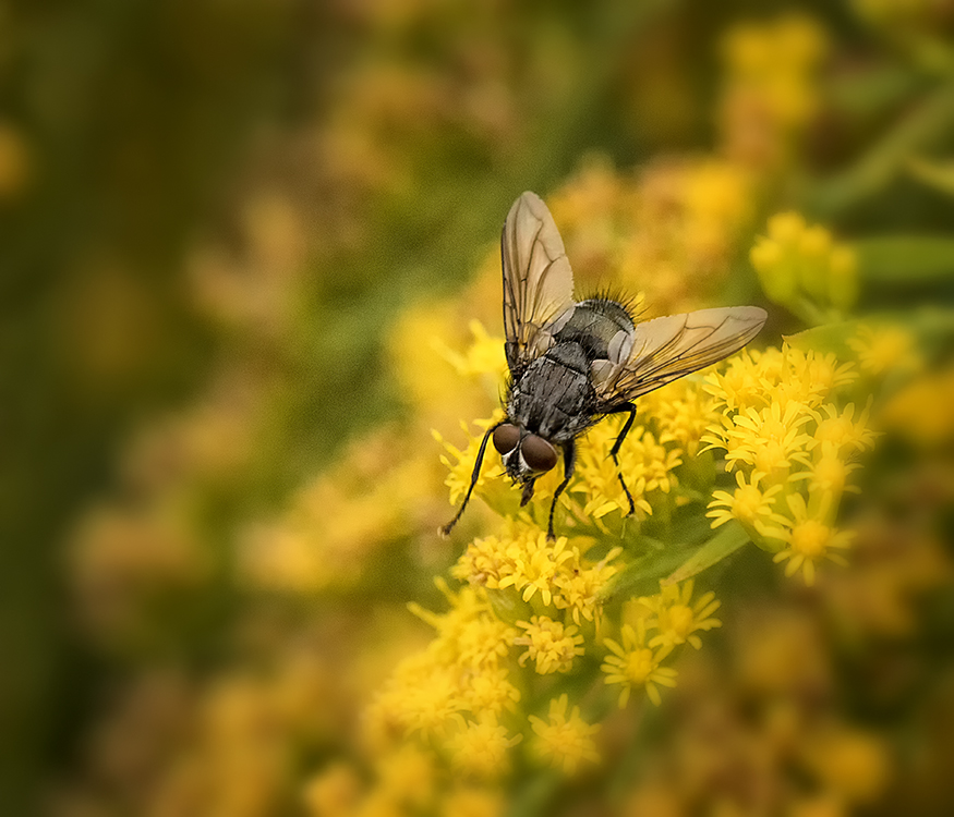 Fliege auf Goldraute