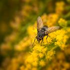 Fliege auf Goldraute