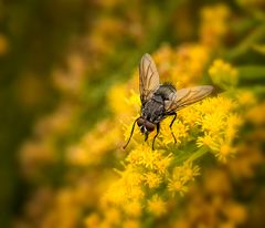 Fliege auf Goldraute