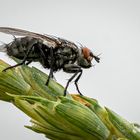 Fliege auf Gras