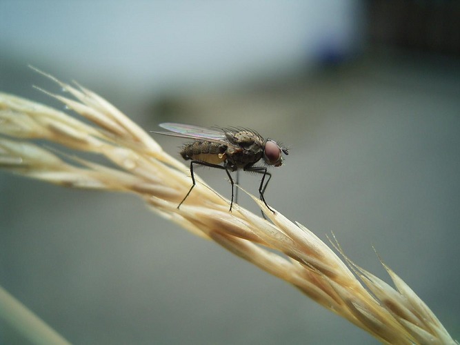 Fliege auf Grashalm