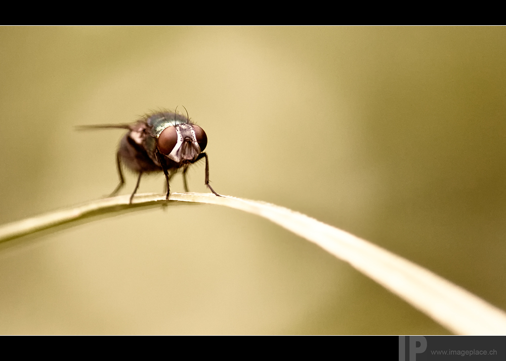 Fliege auf Grashalm