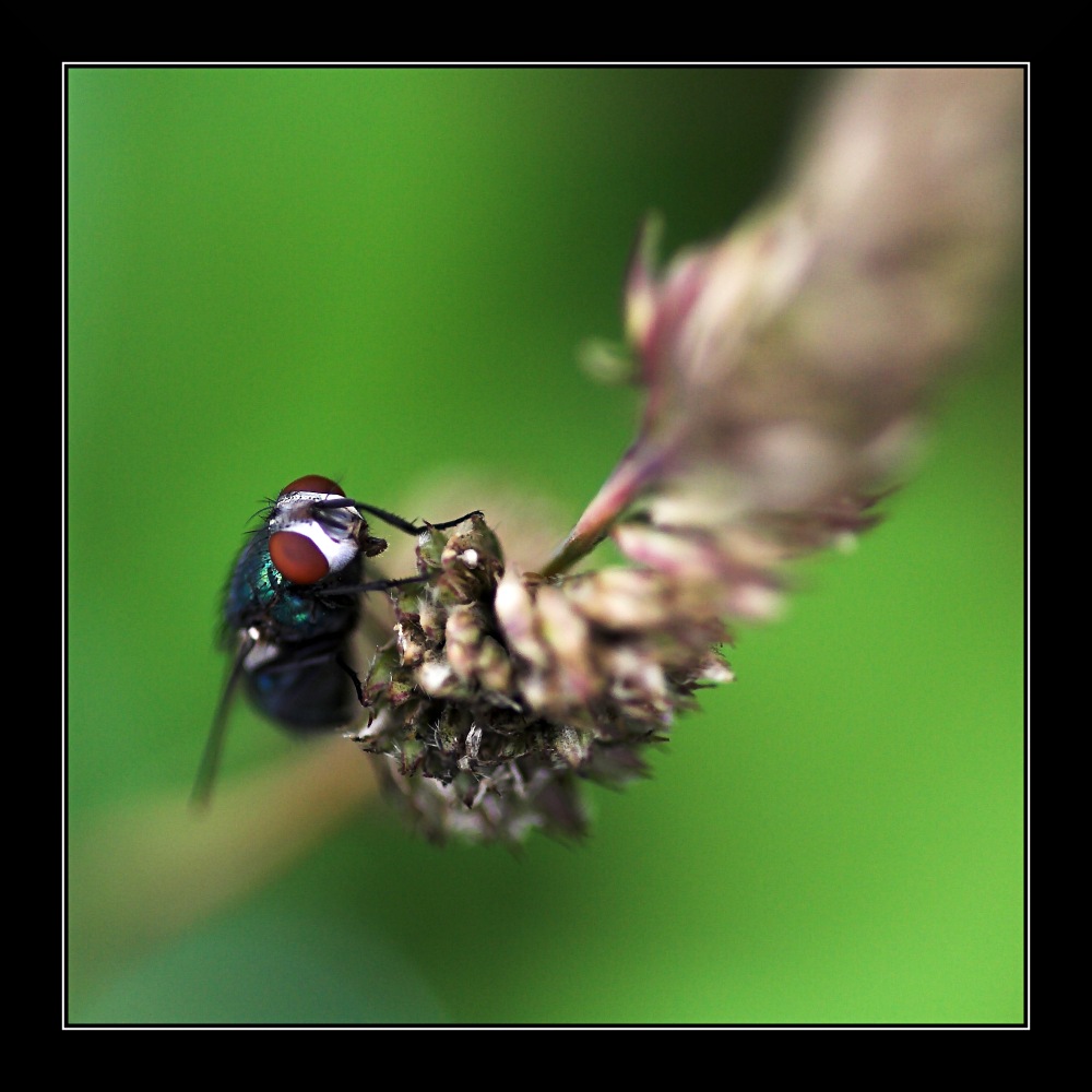 Fliege auf Grashalm