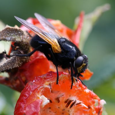 Fliege auf Hagebutten