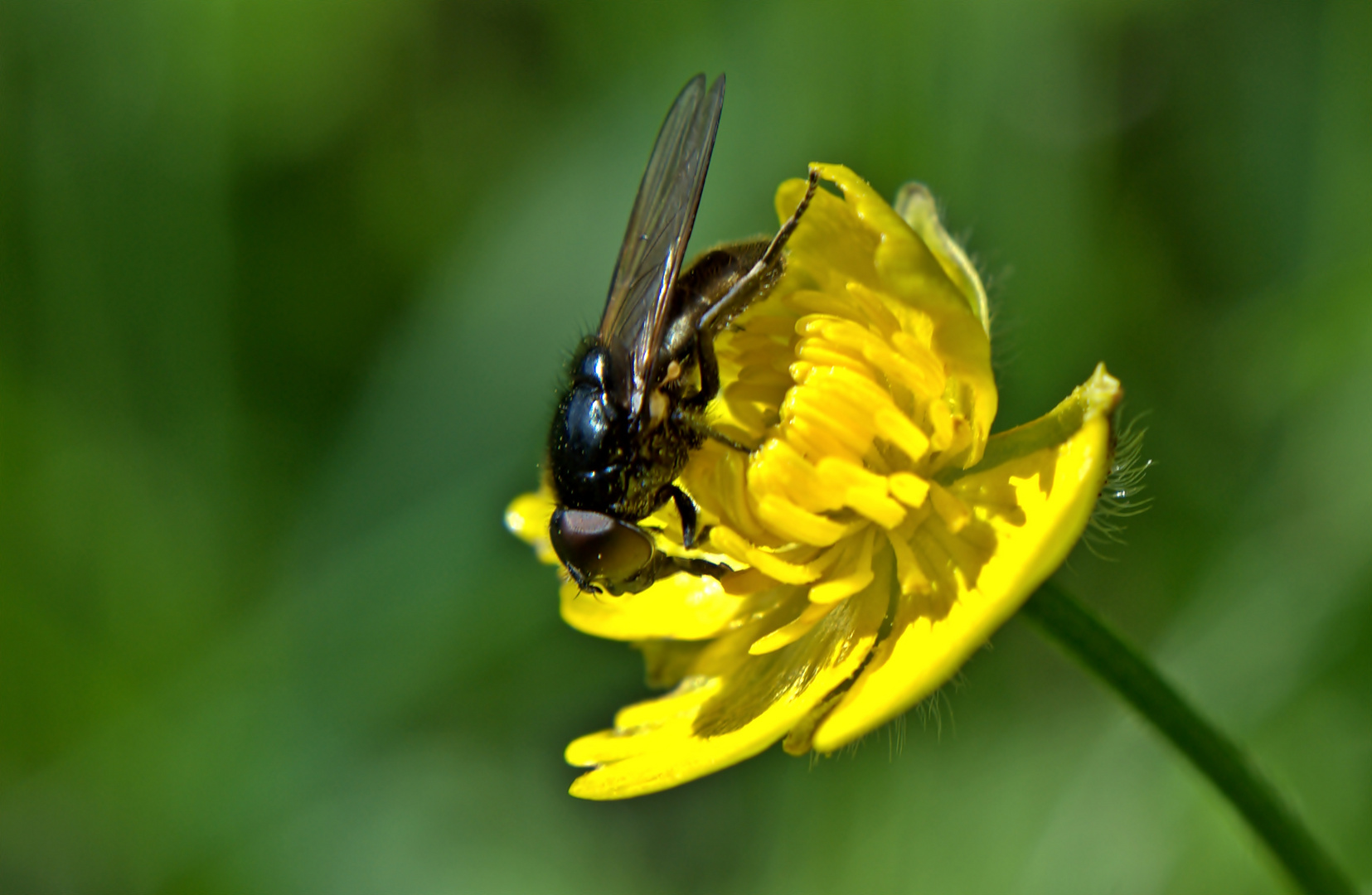 Fliege auf Hahnenfussblüte