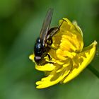 Fliege auf Hahnenfussblüte