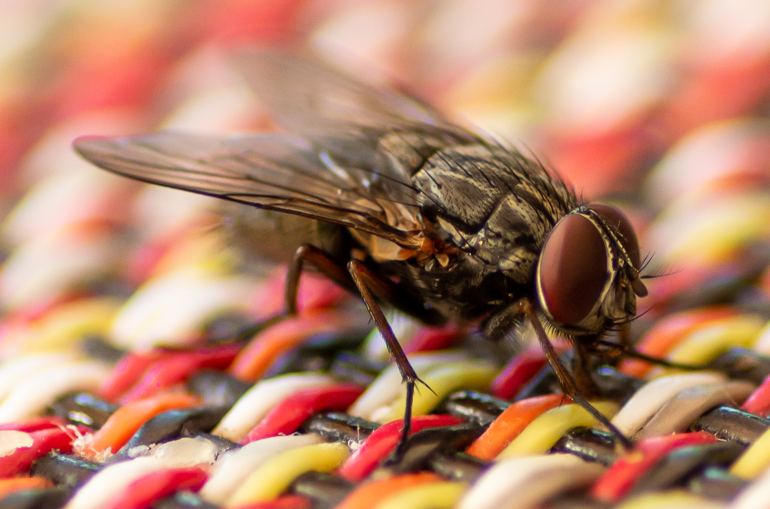 Fliege auf Hausbesuch