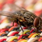 Fliege auf Hausbesuch