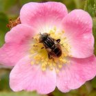 Fliege auf Heckenrose