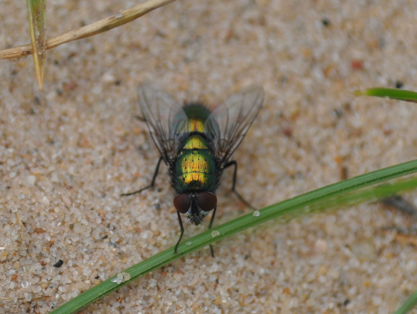 Fliege auf Helgoland