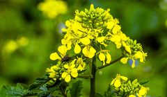 Fliege auf Herbst-Raps ( Senfblüte) 