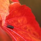 Fliege auf Herbstblatt