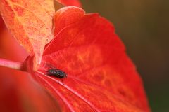 Fliege auf Herbstblatt