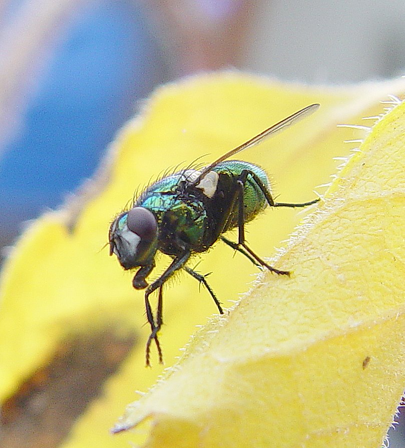 Fliege auf Herbstblatt