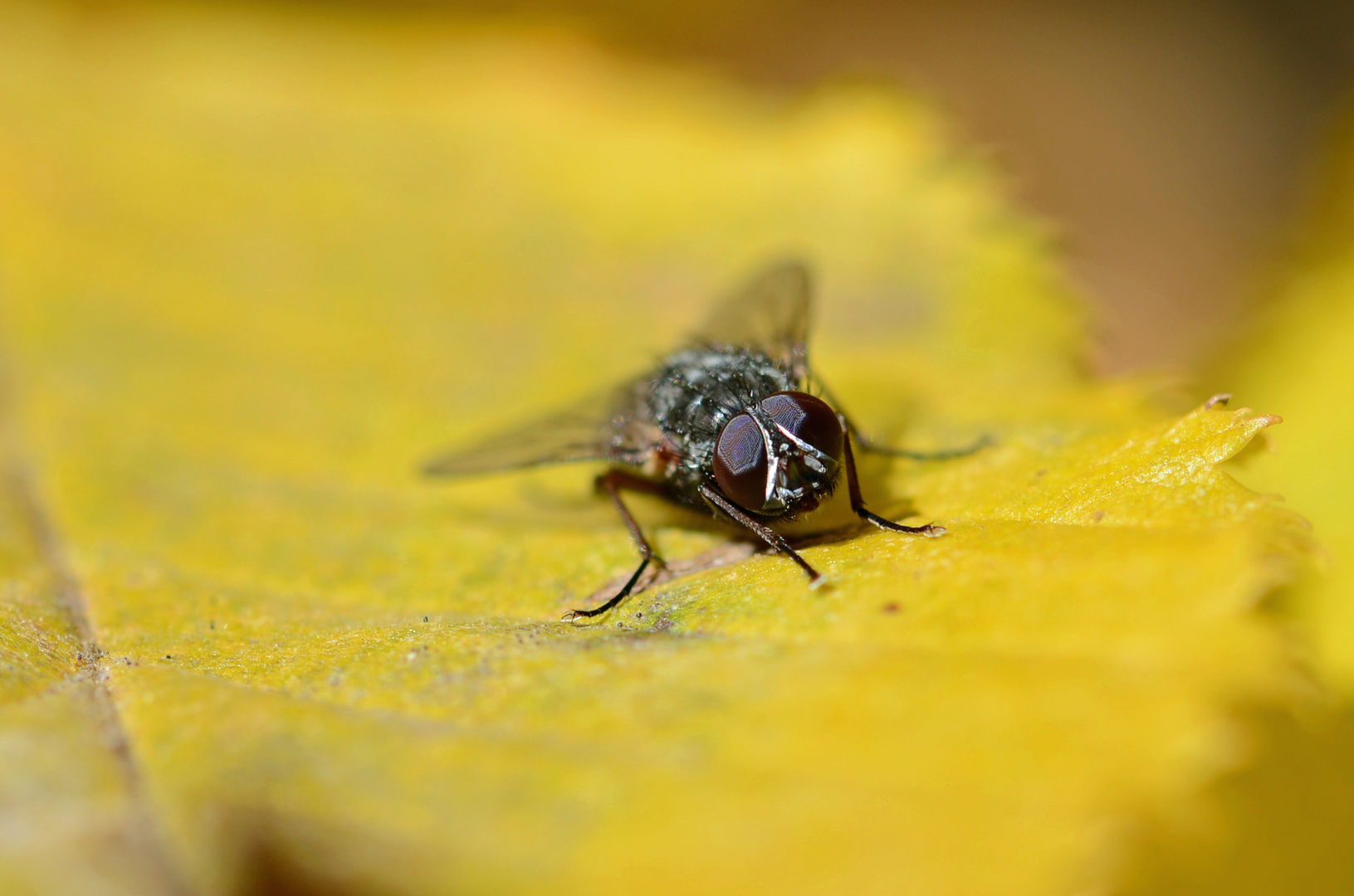 Fliege auf Herbstlaub