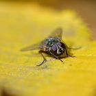 Fliege auf Herbstlaub