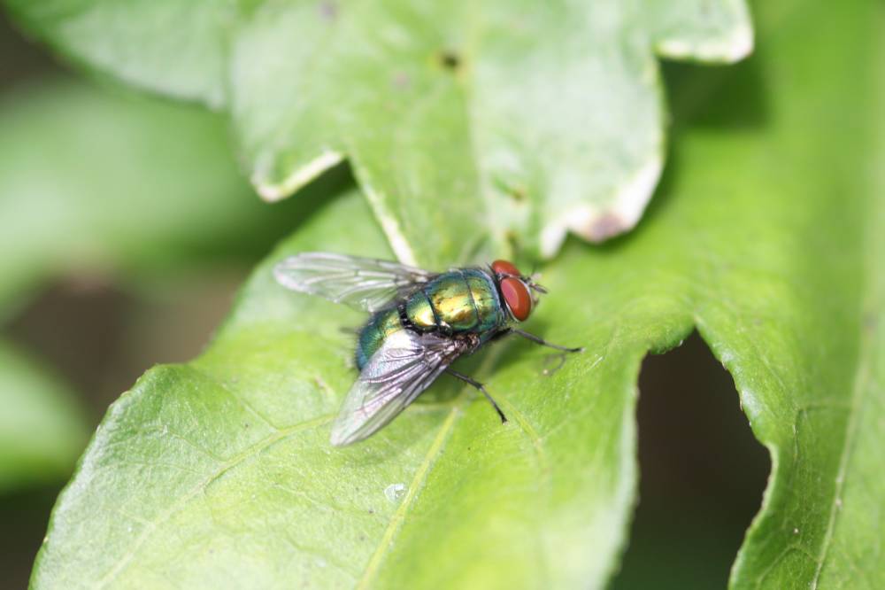 Fliege auf Hibiskusblatt