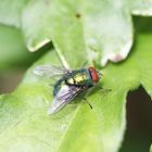 Fliege auf Hibiskusblatt