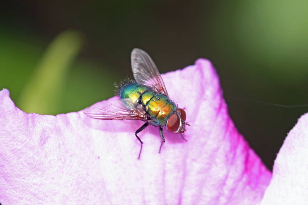 Fliege auf Hibiskusblatt II