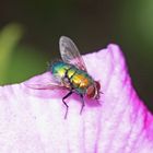 Fliege auf Hibiskusblatt II