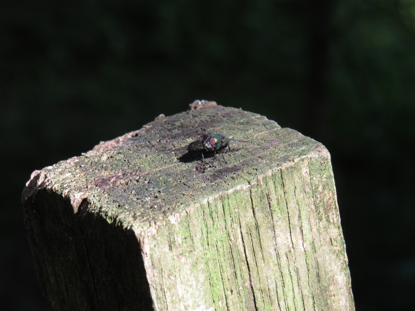 Fliege auf Holzpfahl