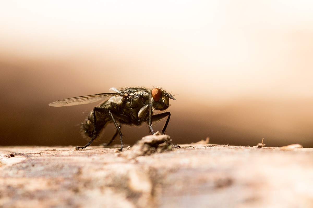 Fliege auf Holzstamm