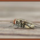 Fliege auf Holztisch