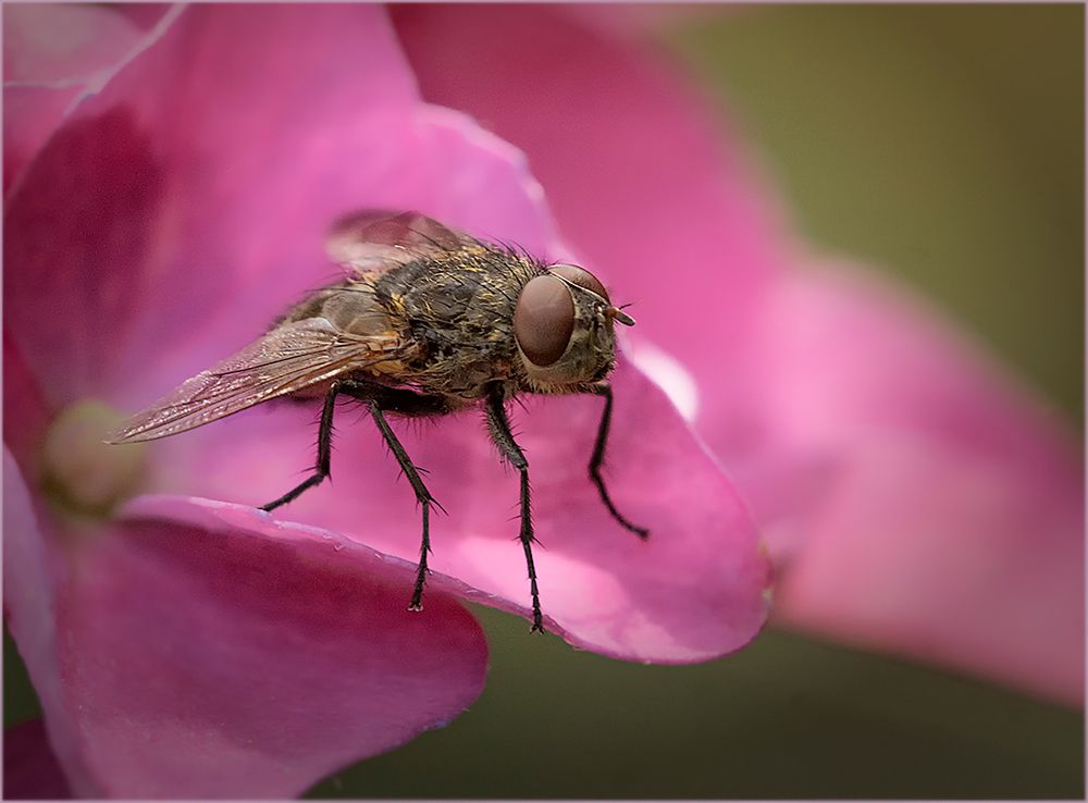 Fliege auf Hortensie