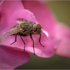 Fliege auf Hortensie