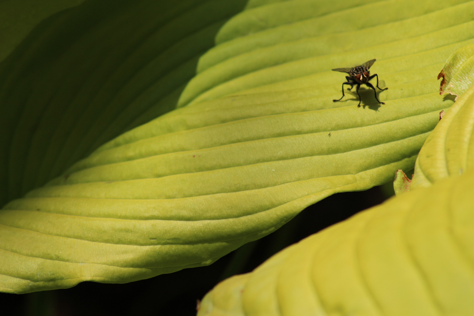 Fliege auf Hosta