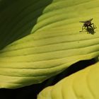 Fliege auf Hosta