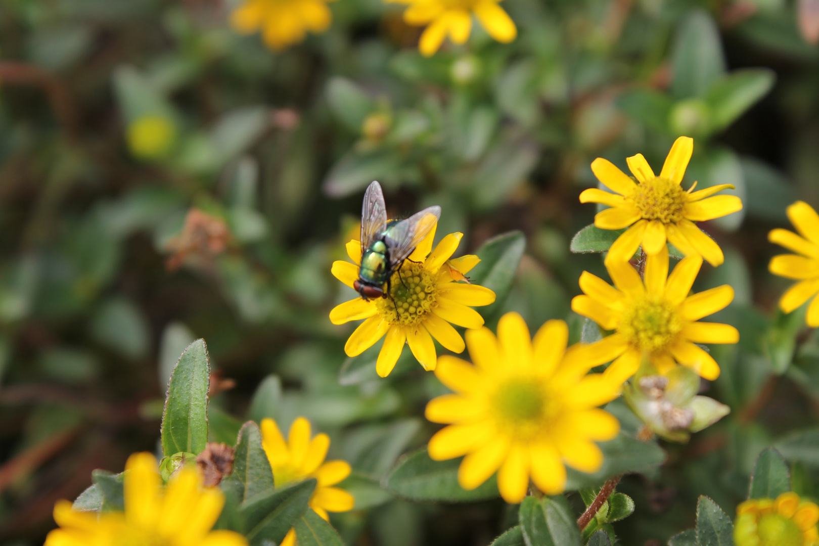 Fliege auf Husarenköpfchen